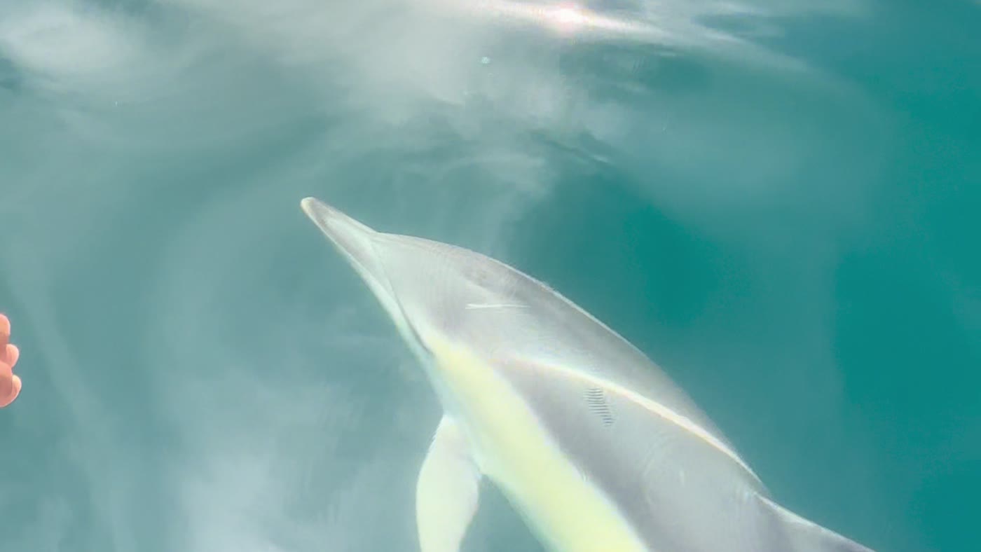 A common dolphin riding the bow wave off Marbella