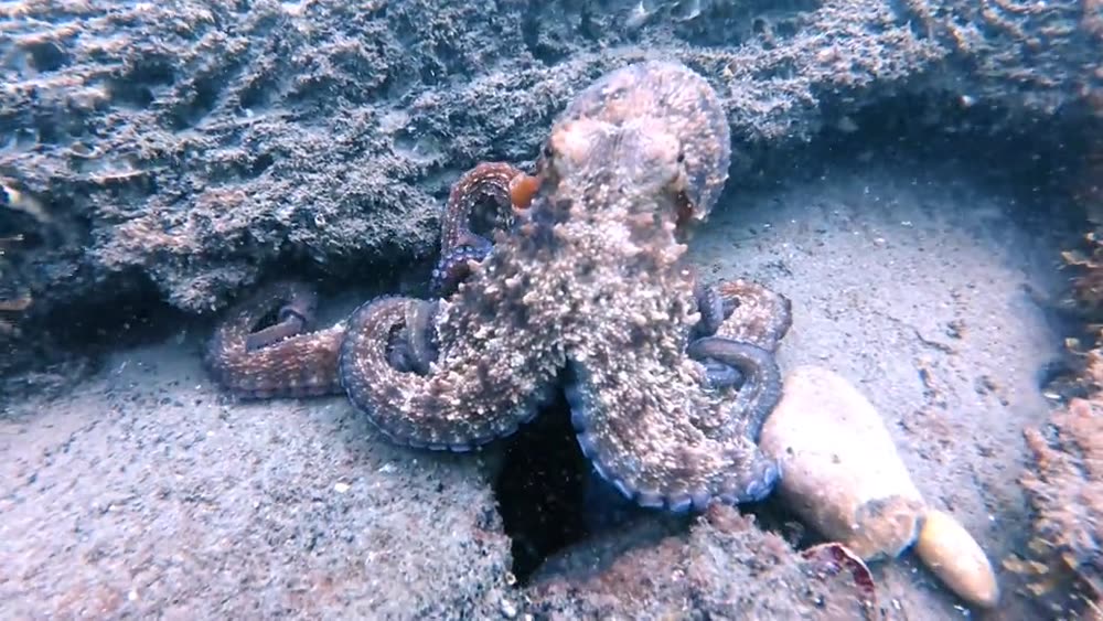 Where can you scuba dive in Marbella? A guide to the dive sites