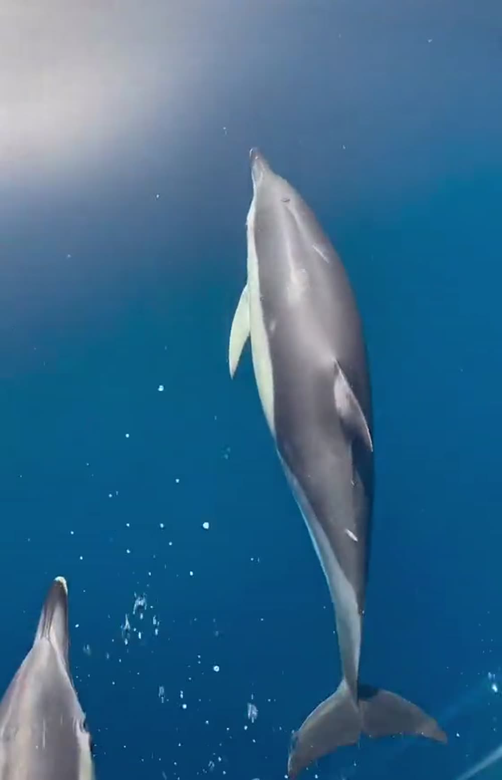 Dolphin watching off Marbella: what you'll actually see