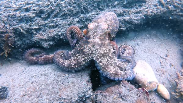 Octopus on the El Gale&oacute;n wreck &mdash; the Fernando &mdash; off San Pedro, Marbella