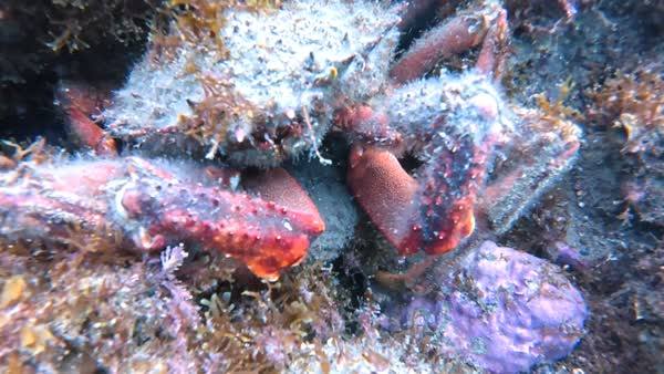 A large spiny spider crab in the reef at El Pimpollo dive site, Marbella
