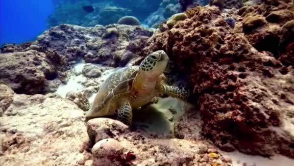 A sea turtle on the reef at Las Bóvedas dive site, Marbella