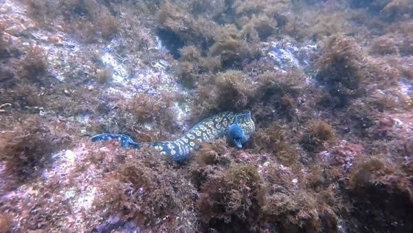 An eel on the reef at Roqueillos dive site, Marbella
