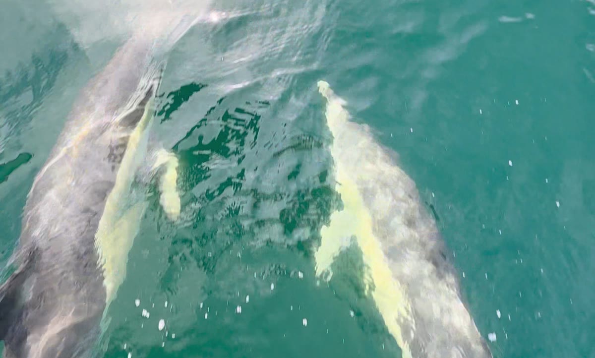 Two common dolphins alongside the boat, the tan hourglass panel on the forward flank visible on both animals
