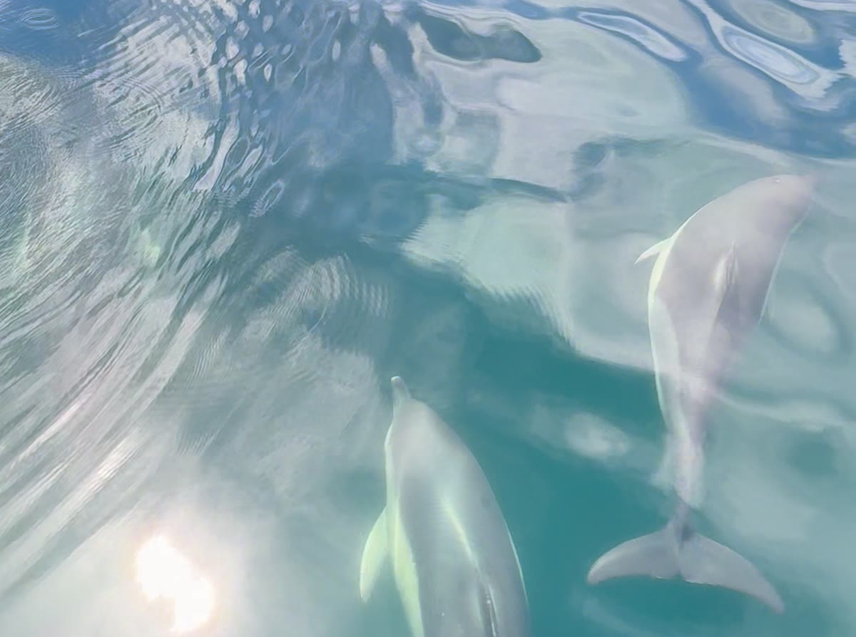 Several common dolphins spread out beneath the surface alongside the boat off the Marbella coast