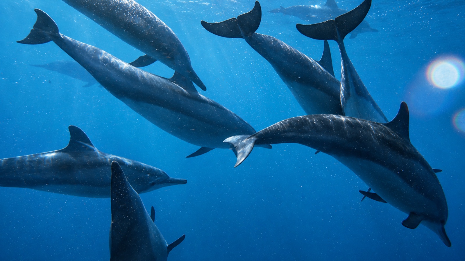 Dolphins swimming alongside the boat in clear water off Marbella