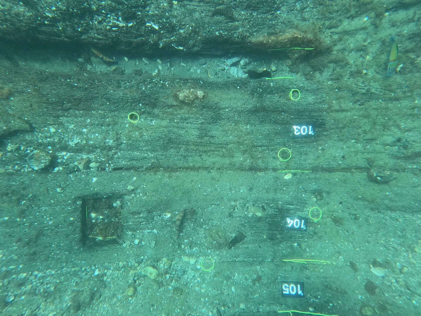 Overhead view of the Fernando's numbered hull planking on the seabed at the El Gale&oacute;n dive site, San Pedro de Alc&aacute;ntara
