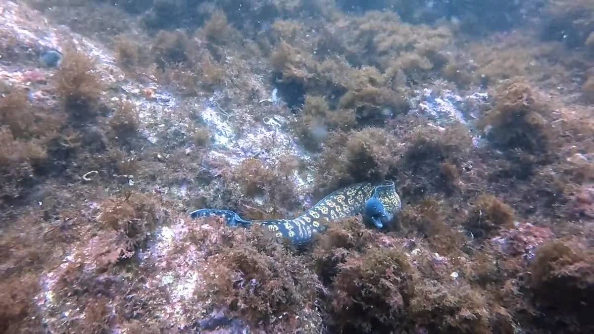 Diver descending on a Marbella reef