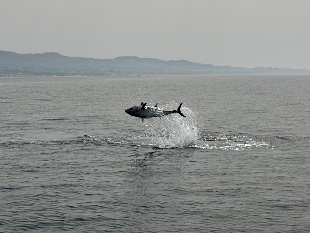 A tuna leaping clear of the water off the Marbella coast, seen from a Visitar Marbella charter